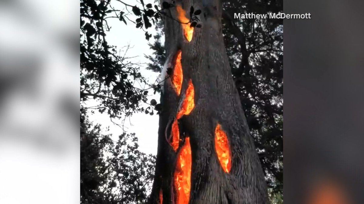 jumpa api menyala dalam pokok tapi pokok lain tak terbakar pun
